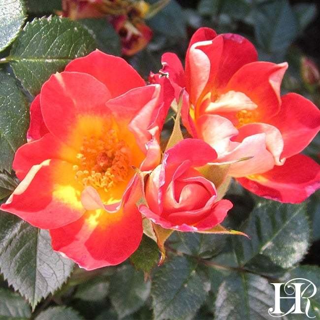 Debut Heirloom Roses