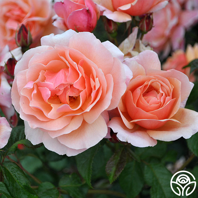 Douglas Gandy Shrub Rose | Apricot Rose Plant – Heirloom Roses