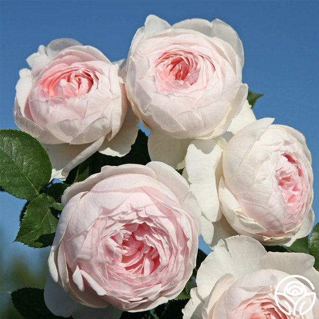 A cluster of peony-shaped roses with bright, glossy green foliage and blooms that are white and soft pink in color.