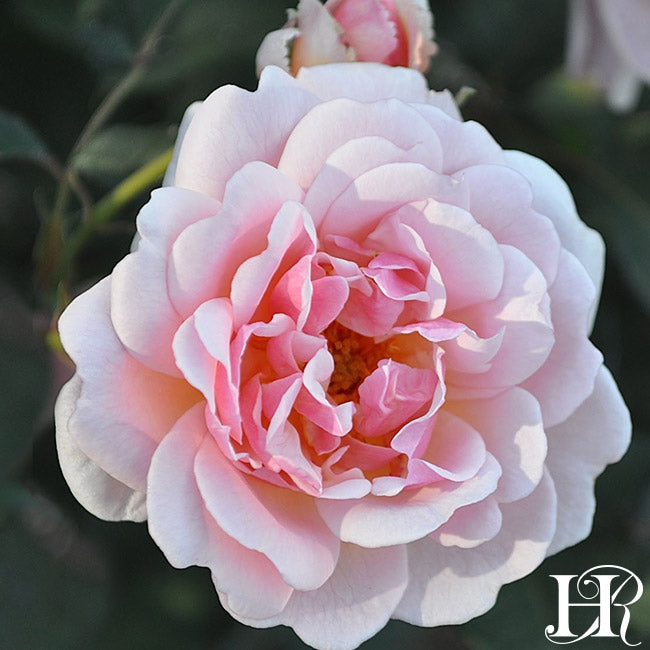 Felicia Heirloom Roses