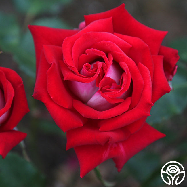 fire and ice roses seeds Fire 'N' Ice