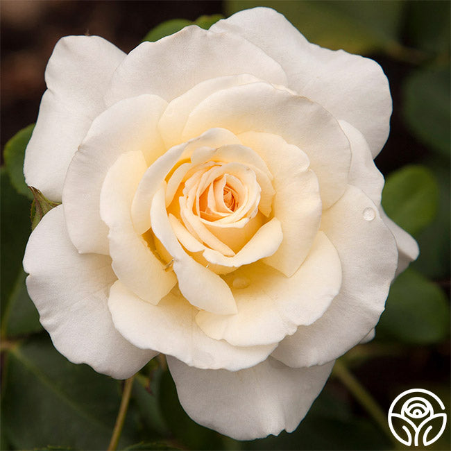 French Lace Rose - Floribunda - Moderately Fragrant – Heirloom Roses