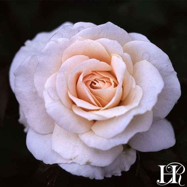 Grandma's Lace Heirloom Roses