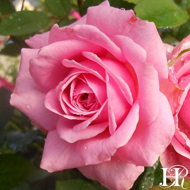 Grandma's Pink Heirloom Roses
