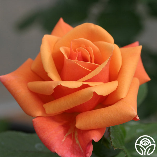 High Sheriff Hybrid Tea Rose | Orange Rose Plant – Heirloom Roses