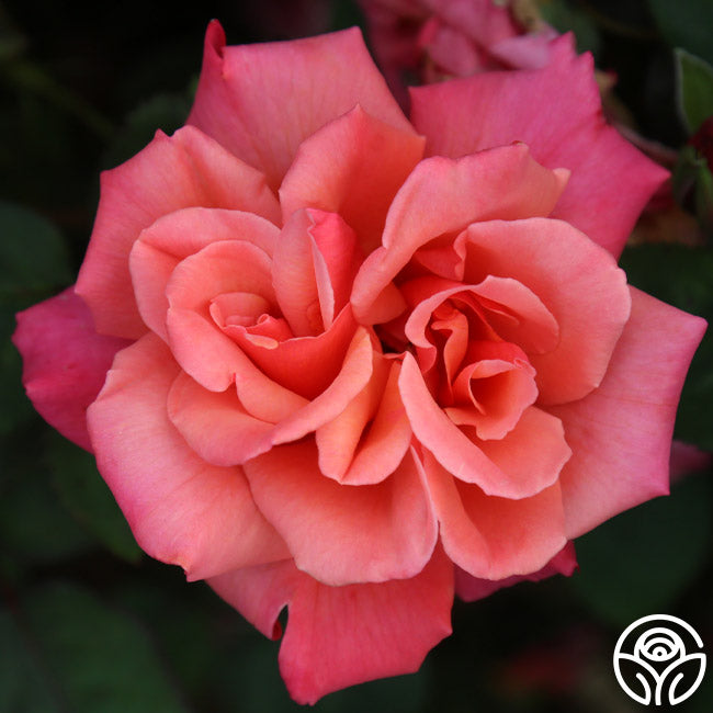 Honeysweet Hardy Rose | Orange Rose Bush – Heirloom