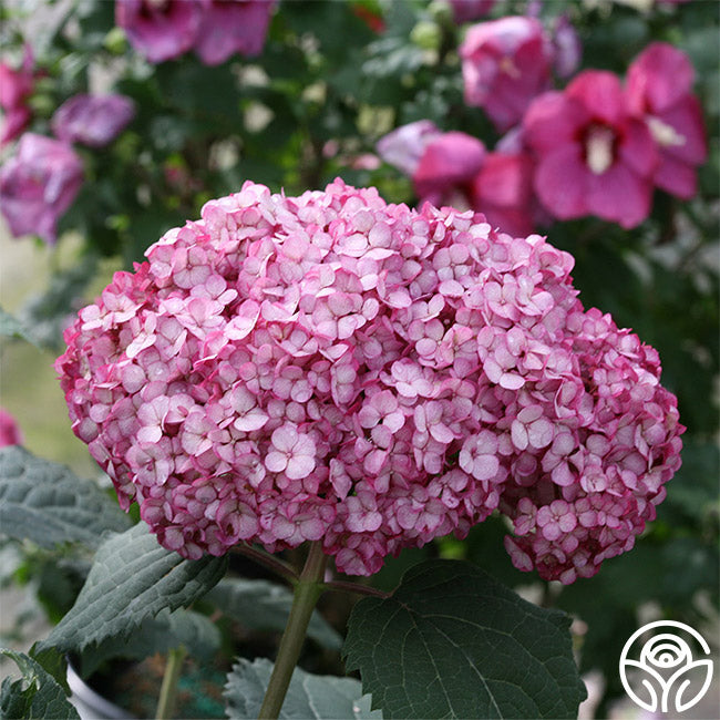 Invincibelle Mini Mauvette®