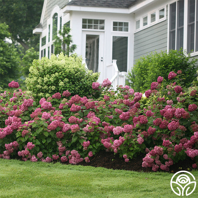 Invincibelle Mini Mauvette®