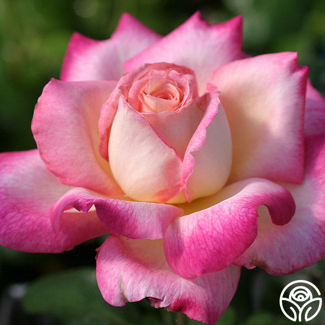 Iowa Belle Hardy Rose | Fragrant Rose Bush – Heirloom