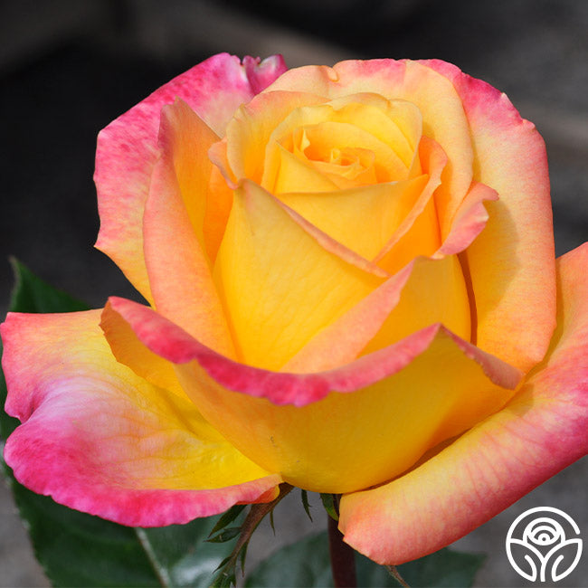 Enchanted Peace™ Hybrid Tea Rose