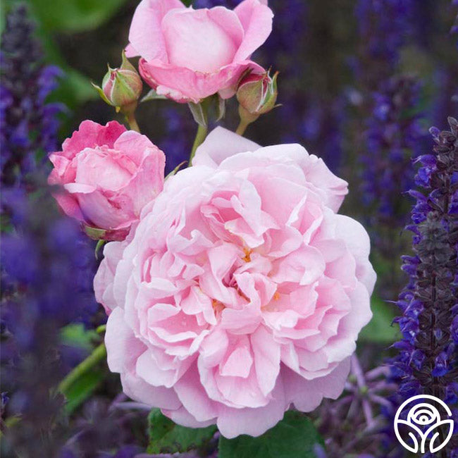 Fragrant Austin Very Mary Heirloom - – David Rose Roses - Rose