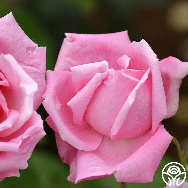 Mme Caroline Testout Hybrid Tea Rose | Fragrant Rose Bush