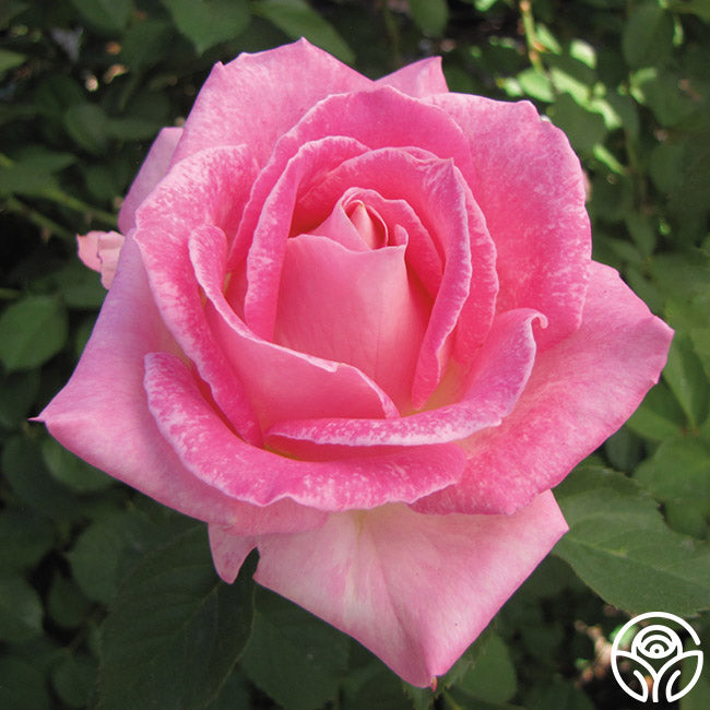 Painted Porcelain™ | Pink Hybrid Tea Rose Bush – Heirloom