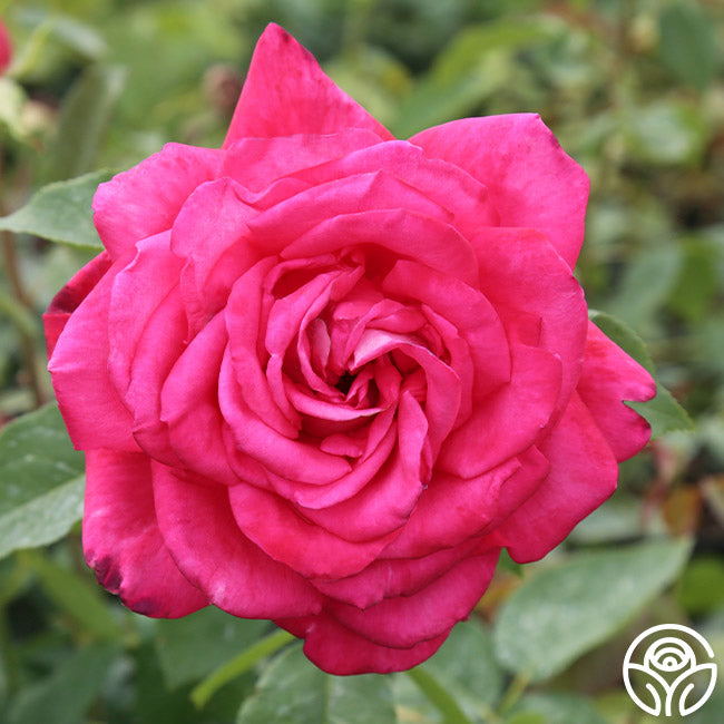 rose様オーダーページ♡マイリトルテイラー Peter Mayle Hybrid Tea Rose | Fragrant Rose Plant – Heirloom