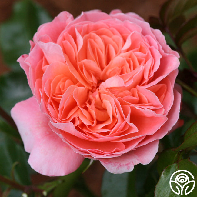 Pink Abundance Rose - English Legend - Lightly Fragrant