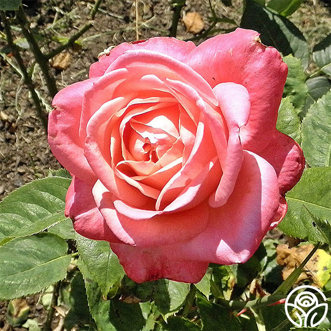 Portrait Pink Hybrid Tea Rose Bush Heirloom Roses