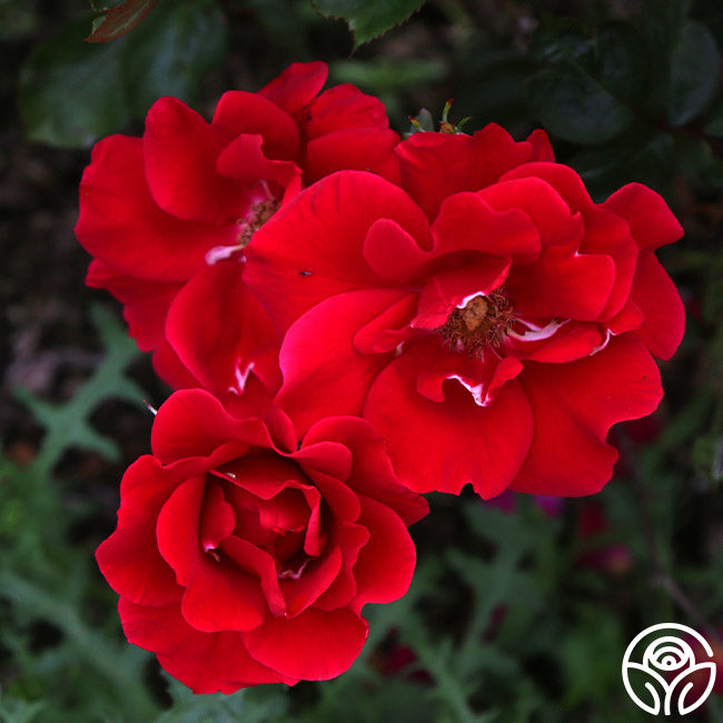 Prairie Clogger Hardy Rose | Red Rose Plant – Heirloom