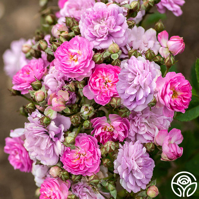 lavender rose plant Pretty Polly® Lavender