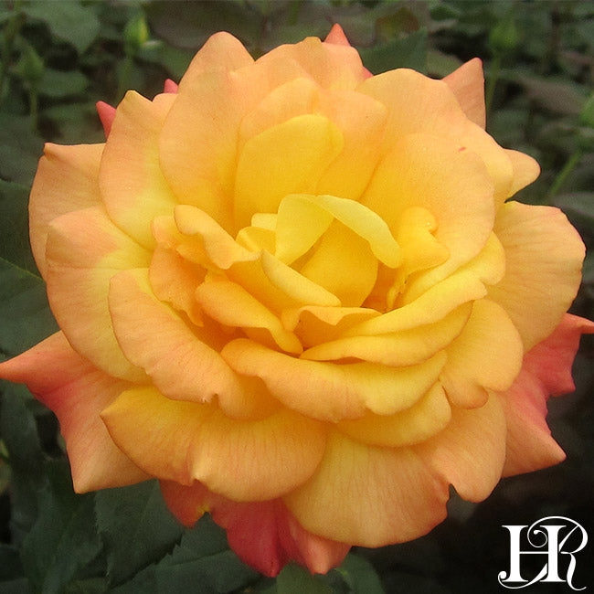 Rio Samba Heirloom Roses