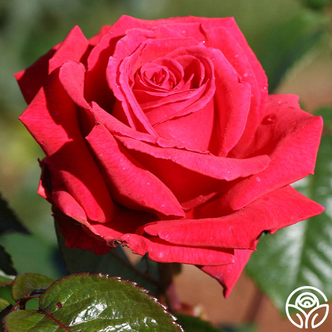 Rose Rhapsody Hybrid Tea Rose | Fragrant Rose Plant – Heirloom