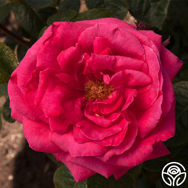 Rose Rhapsody