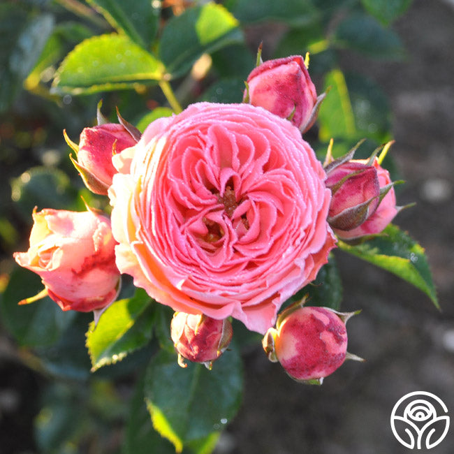 Salmon pink roses for sale - Cheap pink roses - Flower Explosion