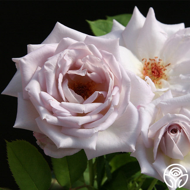 Silver Shadows Rose Hardy Very Fragrant Heirloom Roses