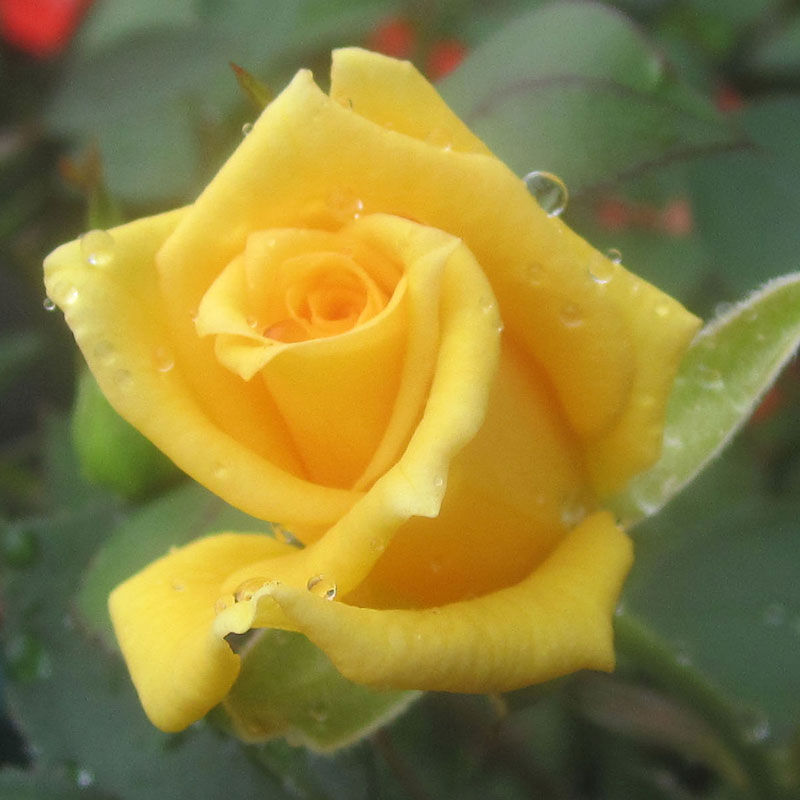 King's Mountain Heirloom Roses