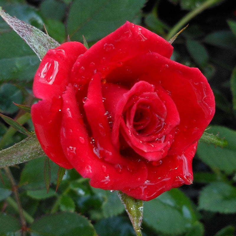 Julie Ann Heirloom Roses