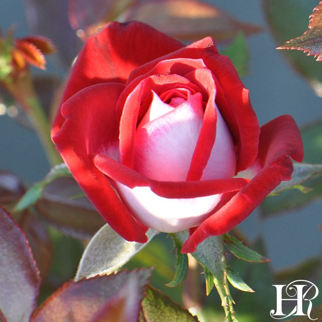 How To Grow And Care For Osiria Roses (Hybrid Tea Rose)