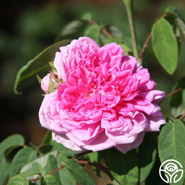 Spencer Rose - Hybrid Perpetuals - Very Fragrant Heirloom Spencer Rose - Hybrid Perpetuals - Very Fragrant Heirloom