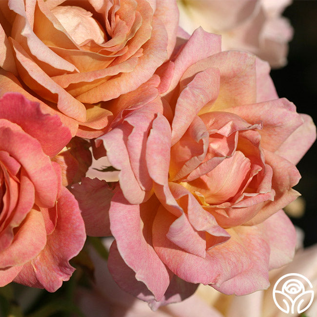 Spiced Coffee Hybrid Tea Rose | Colorful Rose Bush – Heirloom Roses