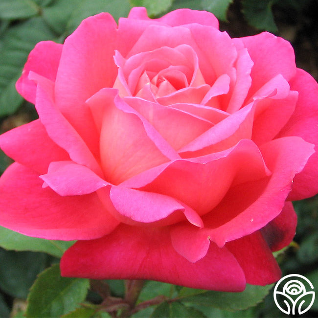 Star Of The Nile Shrub Rose | Fragrant Rose Plant  Heirloom