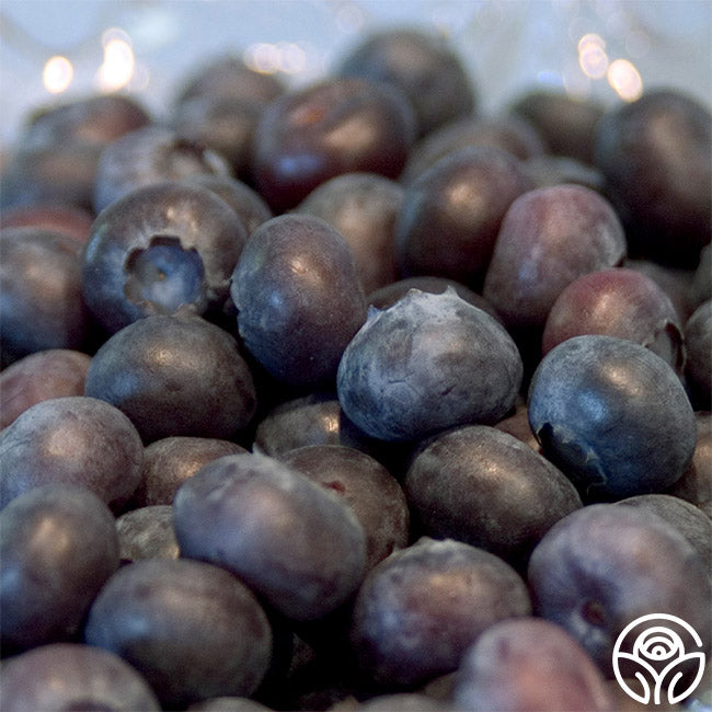 Superior Blueberry