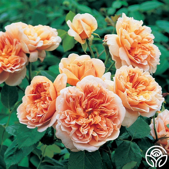 rose-teaさん❤︎ Tea Clipper Rose - David Austin - Very Fragrant – Heirloom