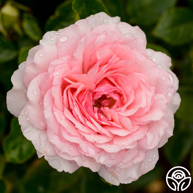 Thornbury Castle™ Heirloom Roses