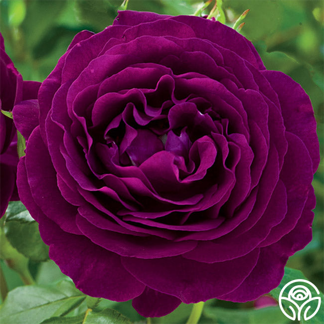 Twilight Zone Rose - Grandiflora - Very Fragrant – Heirloom Roses