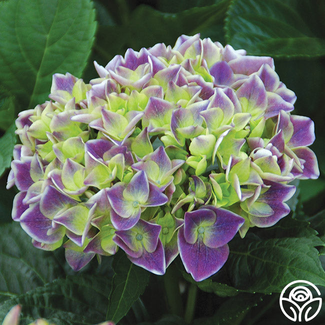 lavender purple crown plant Violet Crown – Heirloom
