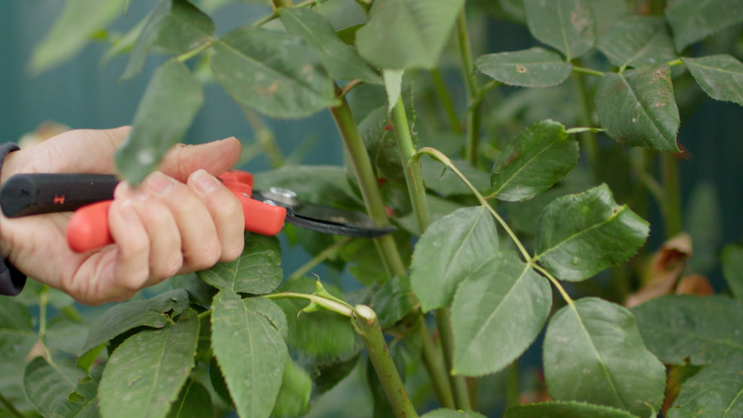 How To Prune Roses