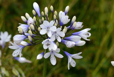 Agapanthus: The Overlooked but Faithful Perennial