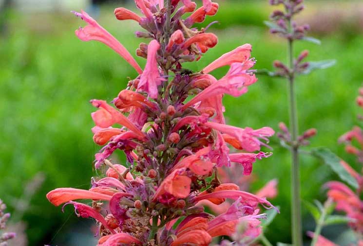 Agastache: The Heat-Loving Perennial