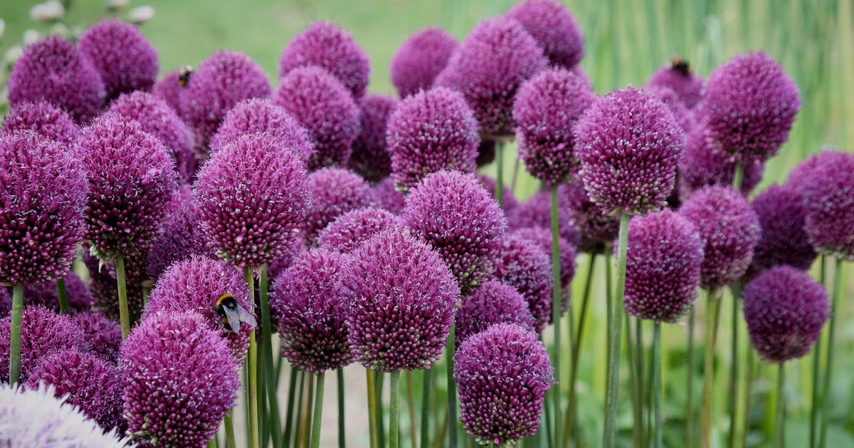 Allium Planting Guide
