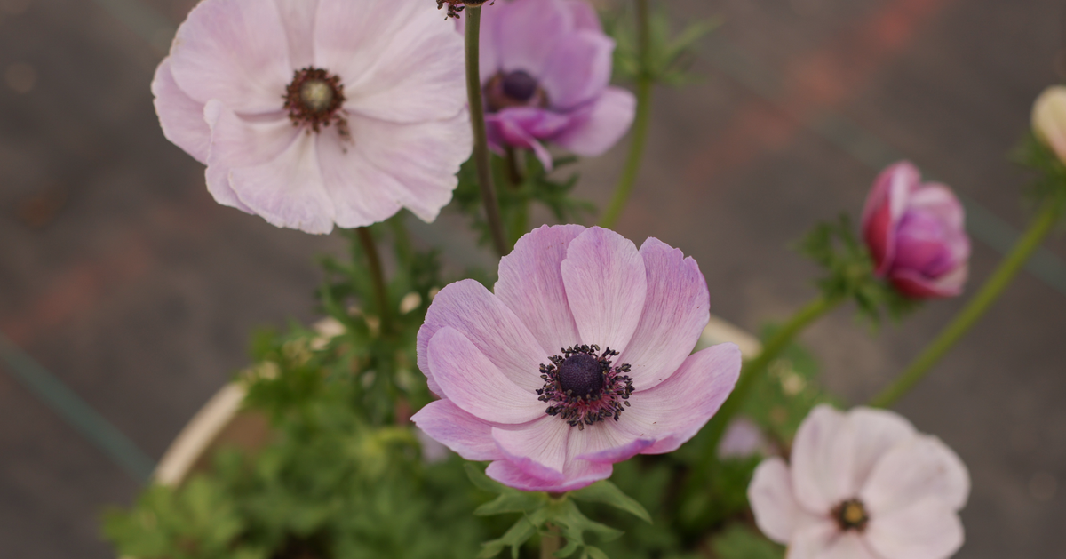 Anemone Planting Guide