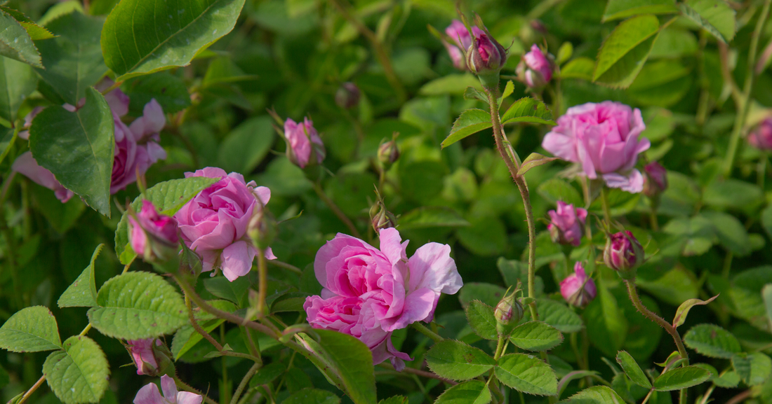 April Rose Care