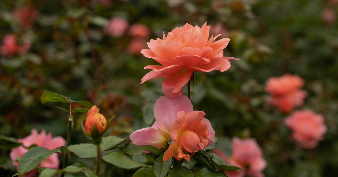 August Rose Care Tasks