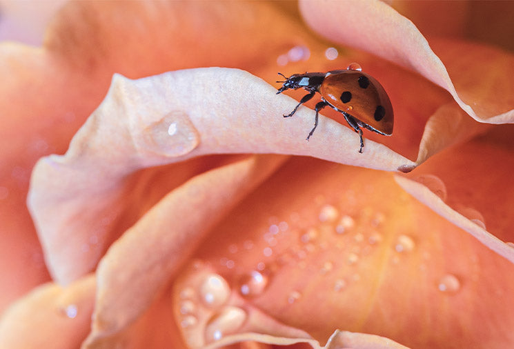 Plants vs Aphids Beneficial Insects for the Garden Heirloom Roses