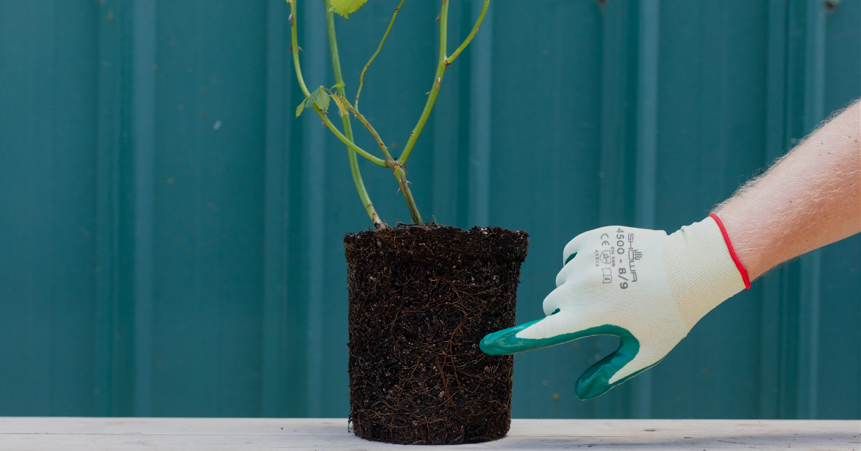The Benefit of Own-Root Roses