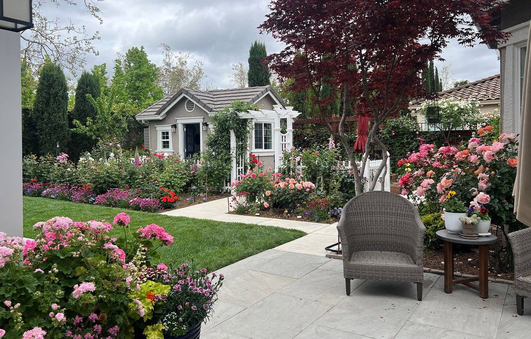 Tips for Planting Roses in the Fall