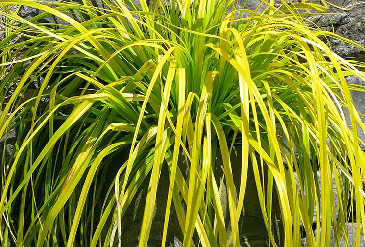 Carex (Sedge): Low Maintenance Grasses Your Garden Needs