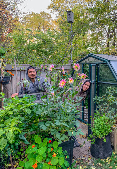 Growing Roses in the Heart of an Urban Garden